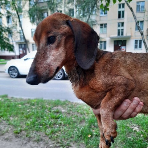 Таксмания в LOOKY. #такса,#таксмания,#волонтеры,#собака,#помощь,#потеряшка,#ищемхозяина,#беглец,#таксизм,#Москва,#поиск,#doxie,#розыск,#Lookydoxie,#Looky,#LOOKY_топ. 📢 МОСКВА, 
СВАО, МА...