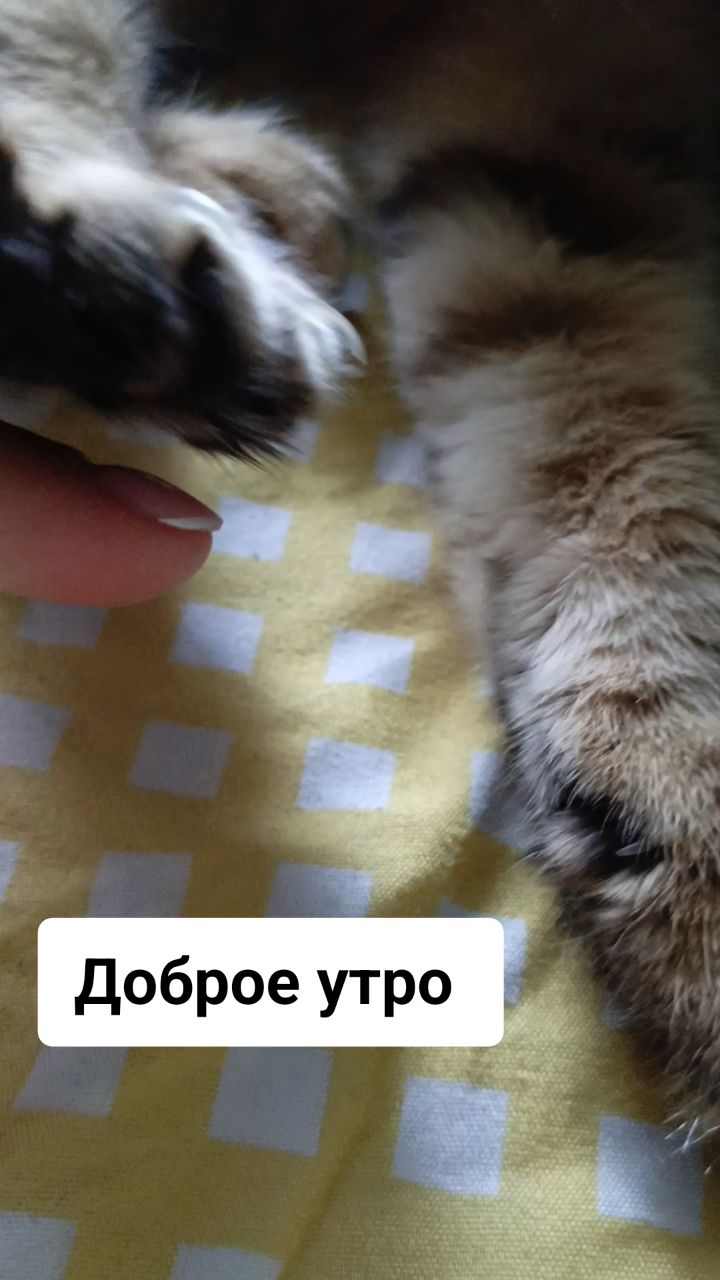 Доброе утро #животные домашние животные #питомцы