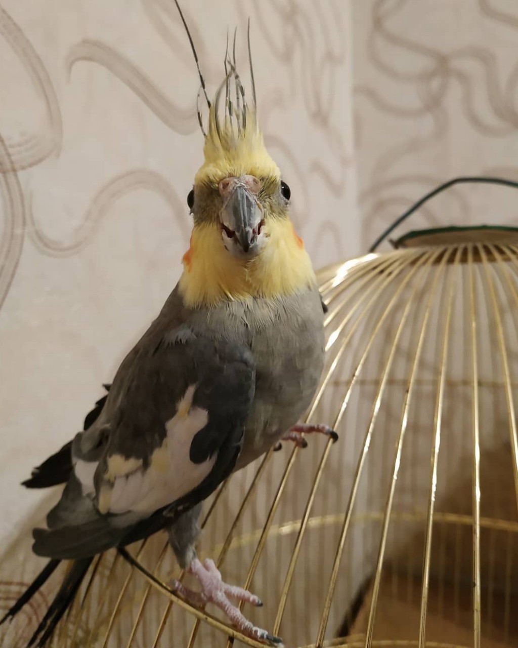 Корелла_116ru in LOOKY. #попугай,#корелломания. А начиналось все так...