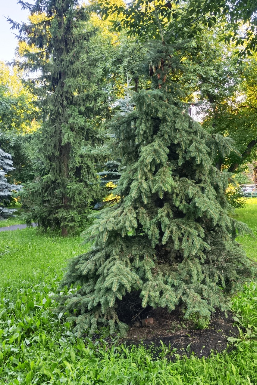 ольга парфенова в LOOKY — фото 4