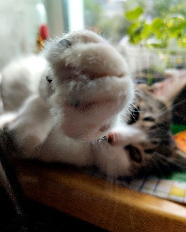 Кот Мурчик в LOOKY. . Лето, солнце, жара