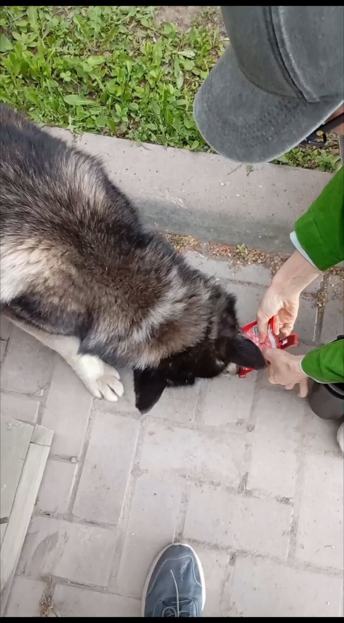 Даниил в LOOKY. . 🐶 Еда для друга !

...