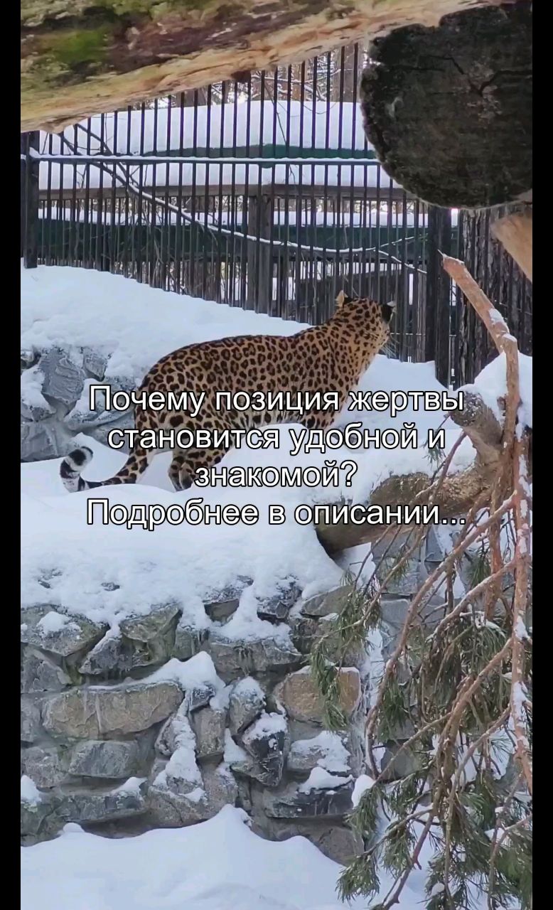 oleg_oreels в LOOKY. #жертва,#ответственность,#психология,#самооценка,#рост. Ты часто чувствуешь ...