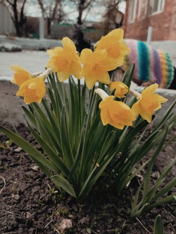 aliska.aesthetics в LOOKY. . Нарциссы ✨💛