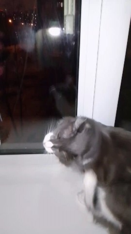 Кот эклер в LOOKY. #кот,#котик,#топ. #кот #котик #топ [#ж...