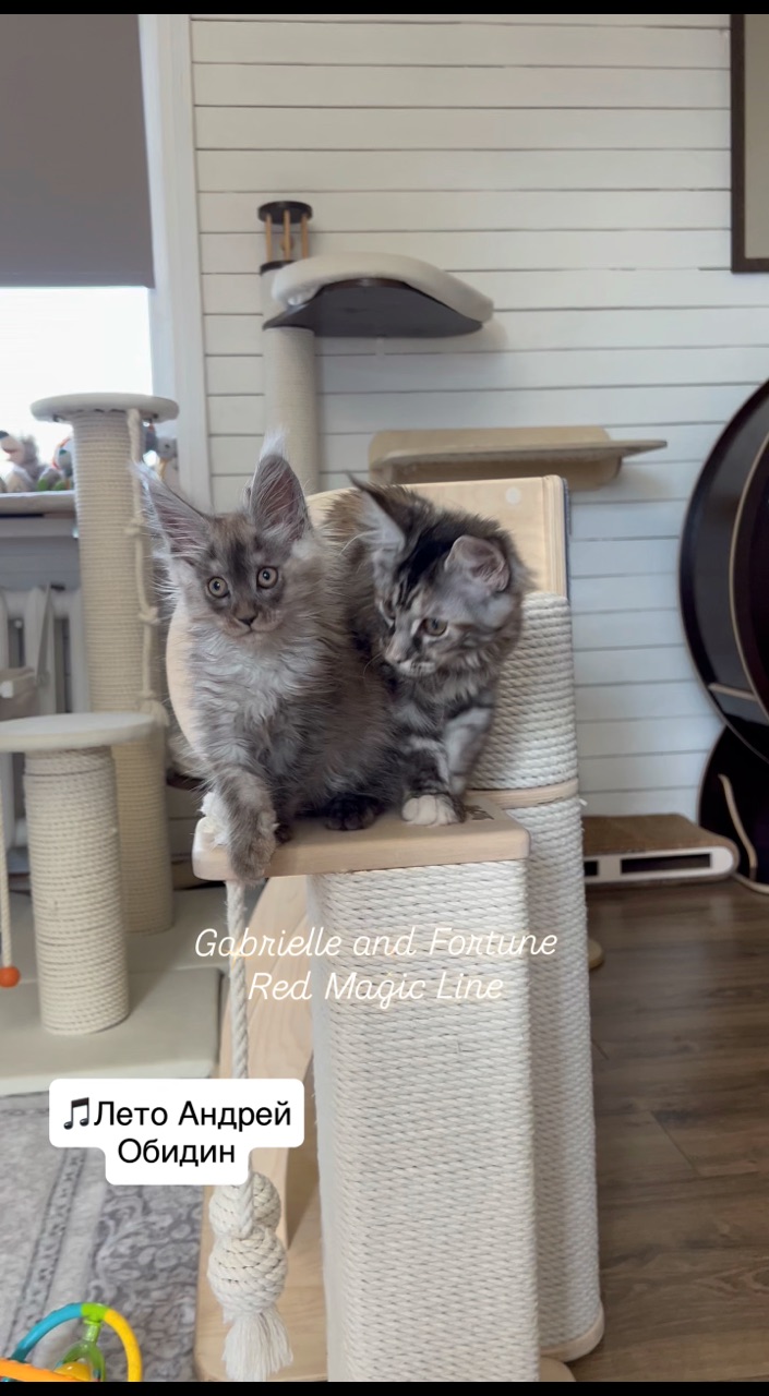 elena.vishneva в LOOKY. #redmagicline,#mainecoonlover,#mainecoons,#питомникмейнкунов,#mainecoonkitty. Две сестренки посыла...