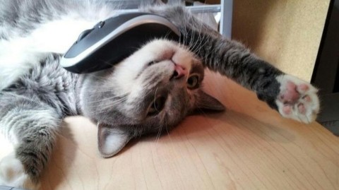 murzikpushistova в LOOKY. . Усталь...