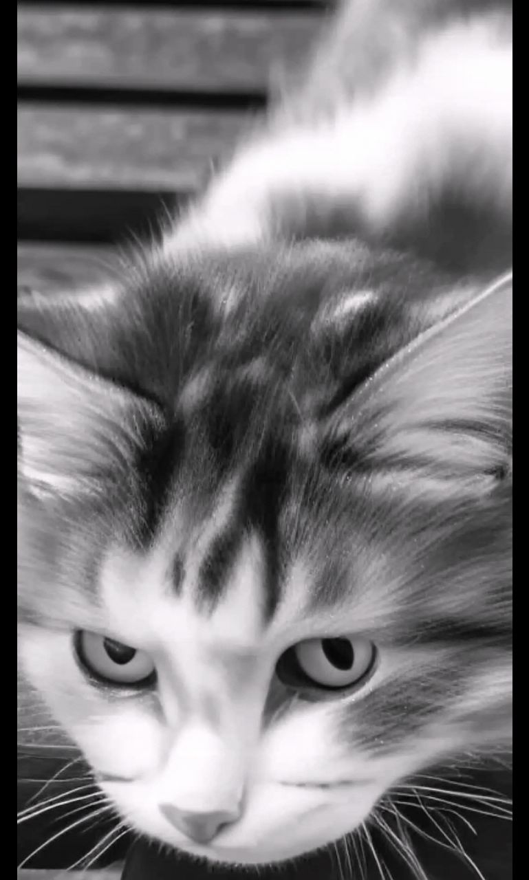 Нейроюмор_looky в LOOKY — Спокойно...