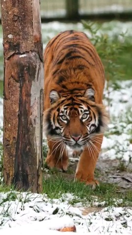 Boumediene в LOOKY. . [#tiger](tiger) [#to...