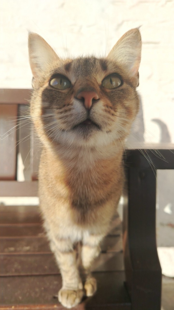 Looky_177356000512308 в LOOKY — Кошка живёт у общежития