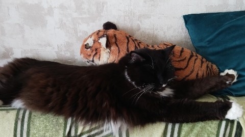 Светлана в LOOKY. . Кото-лев
