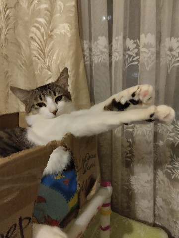 Кот Мурчик в LOOKY. . 