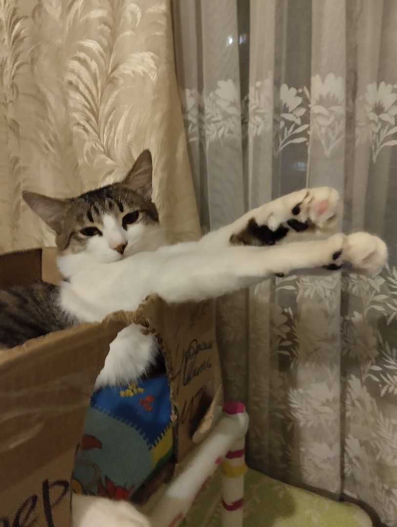 Кот Мурчик in LOOKY. . 