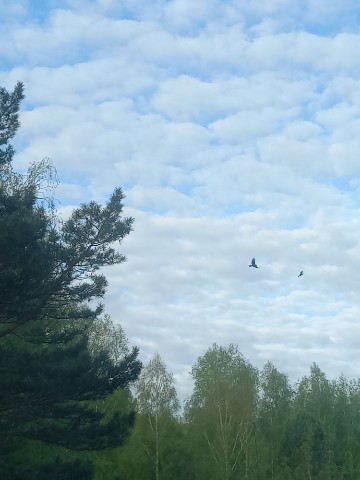 Галина в LOOKY. . Утреннее небо
