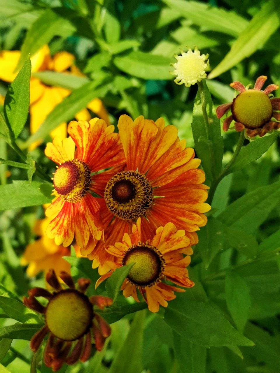 ✨ Гелениум 🏵️

#фото #цветы #прогулка #природа #цветение #гелениум #photooftheday #nature #photo #summer #august #flowers #blossom #looky #looky_Top #looky_official [#looky_топ ](looky_топ)[#looky_контент ](looky_контент)