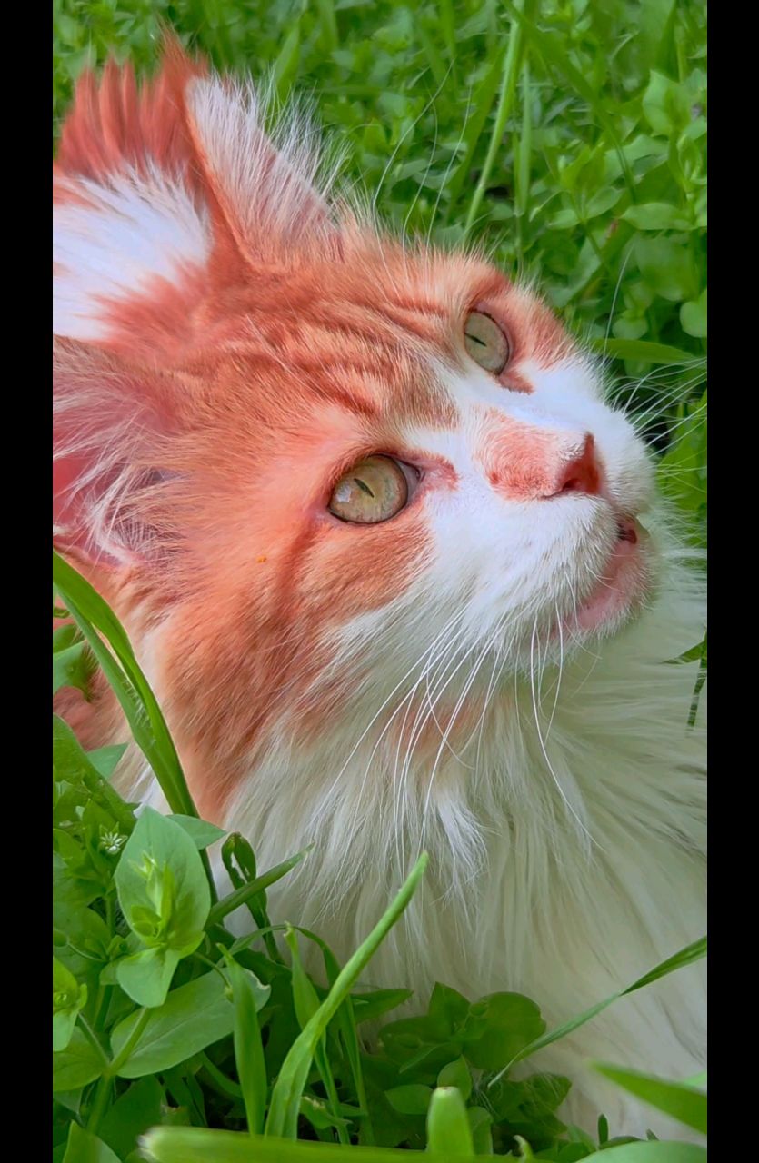 thecatrysia в LOOKY. . Ой, друзья, я так до...