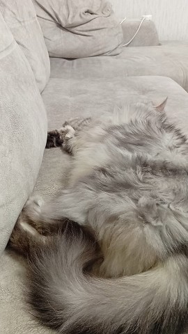 darenka_little в LOOKY. #котейка,#котики,#cats,#ilovemycat,#lovecats,#nature,#instacat,#kitty,#animals,#коты #кот #cat #catsofinstagram #кошка #кошки #котята #котик #котэ #catstagram #котенок #животные #catlover #catlovers #instacat #инстакот #котя #котятки #catlife #catoftheday #cats_of_instagram. #котейка #котики #ca...