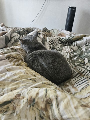 Кощка ТВ. Стримерша. Лайфстайл в LOOKY. #кошки,#лайфстайл. Самая удобная лежанк...