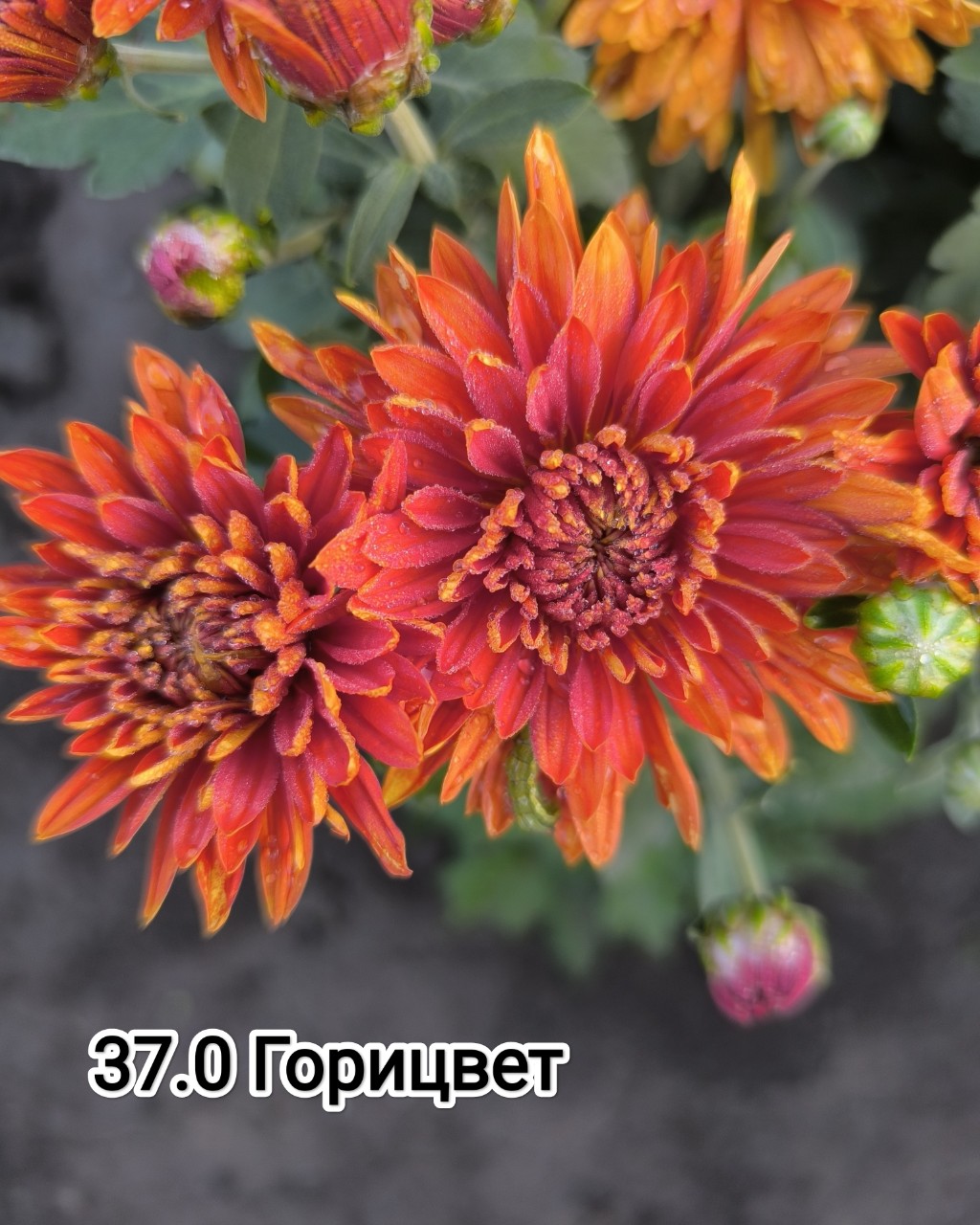 mylti_flora в LOOKY — фото 1