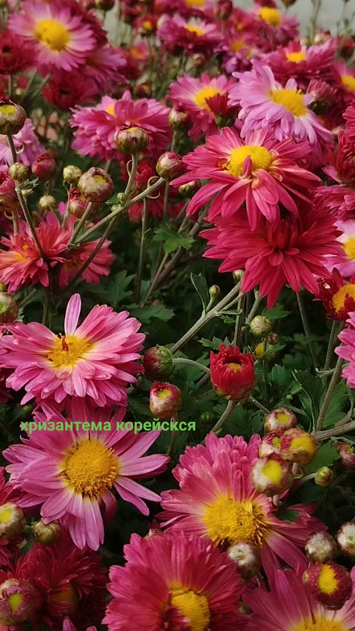 pelargonium_krd в LOOKY. #хризантемакорейская#морозостойкаяхризантема#хризантемакорейскаяимультифлора#хртзантемакраснодарскийкрай#маточникипочтой#. Мои любимые хризанте...