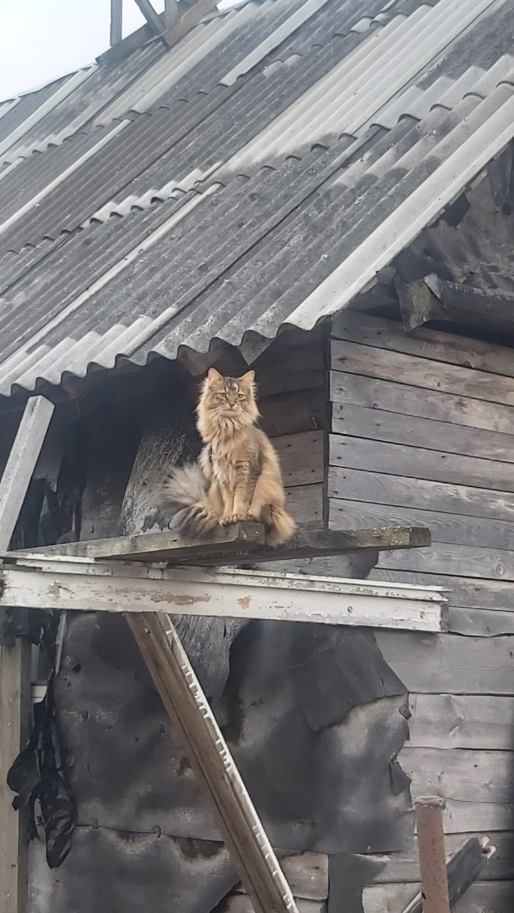 Куда только не залезет
#котнадаче
[#коты](коты) 