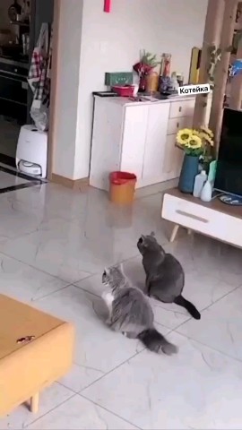 БиТиэСики в LOOKY. . Оскара в студию🫶😅А...