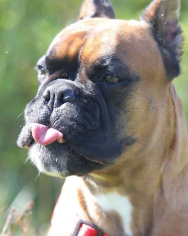 boxertraveler в LOOKY. . Сёма - дурачок! 🐾