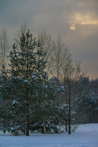poboruev_landscape в LOOKY. #природа,#зима,#снег,#лес,#небо,#облака,#февраль,#закат,#рассвет,#утро,#вечер,#фотоприроды,#природноефото,#сумрак,#сумерки. На носу март, весенн...