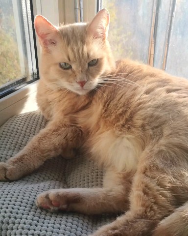 cat__redcat в LOOKY. #кот,#осень. Я чот не понял, лапк...