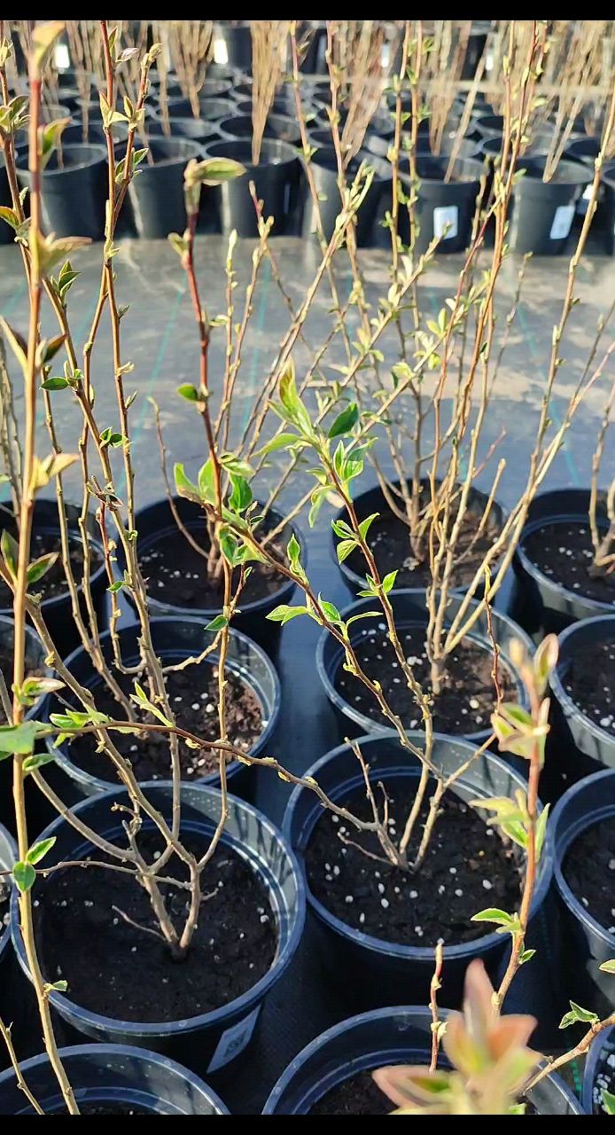 VayaGarden в LOOKY. . День кизильника 🌿 [...