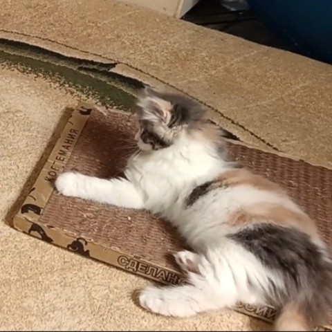 kogtedralka в LOOKY. #кошки,#котики,#котята,#прокошек,#когтеточки,#когтемания,#рекомендации,#актуальное,#важно,#cats,#питомцы,#животные,#круто,#супер,#номер1,#чудо,#интересно,#красота,#сегодня,#счастье,#любовь,#лучшаякогтеточка,#топ. ✅️"Хорошая когтеточк...
