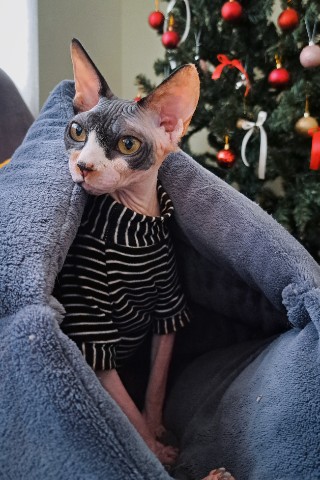 Larisa K. в LOOKY. #Chloe,#cat,#сфинксытакиесфинксы,#канадскийсфинкс. ❤️
#Chloe
#cat
#сфин...