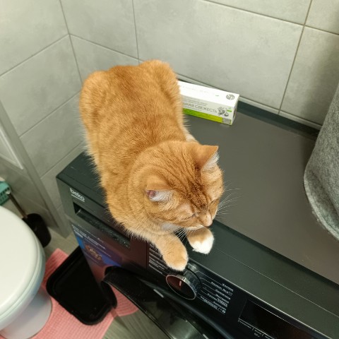 Кот Зяма в LOOKY. . Я здесь, коты. Я тут...