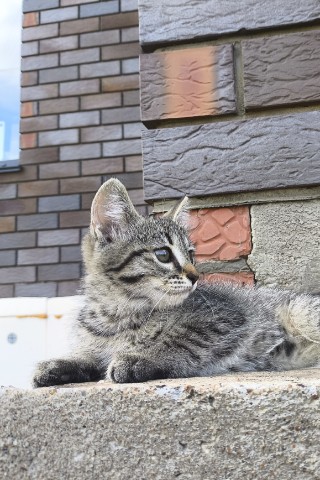 r.rin в LOOKY. . Наша Киса