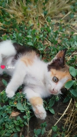 Котики в LOOKY — Котята#мило#домашнийпитомец