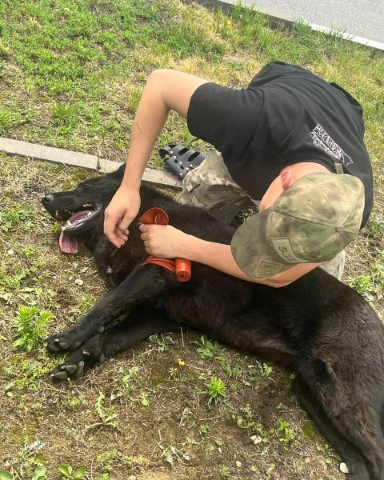 K9life в LOOKY. . Иногда проще показат...