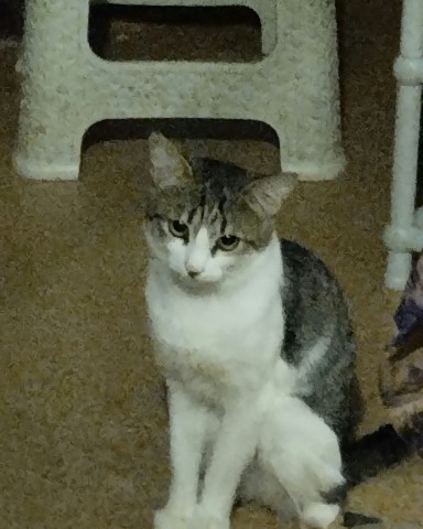 Кот Мурчик в LOOKY. . 