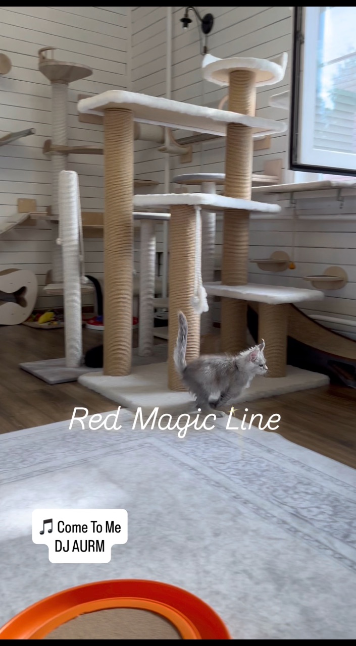 elena.vishneva в LOOKY. #redmagicline,#silvermainecoonkitten,#mainecoonkitten,#котёнокмейнкун,#питомникмейнкуновмосква. Хорошего дня и замеч...