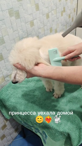Наталья в LOOKY. . Как наши щенки приуч...