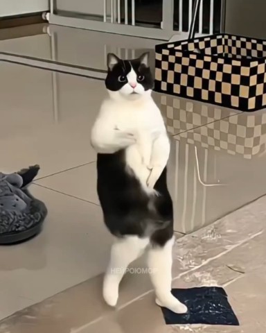 mainhistory65 в LOOKY. #Котики️. #Котики️