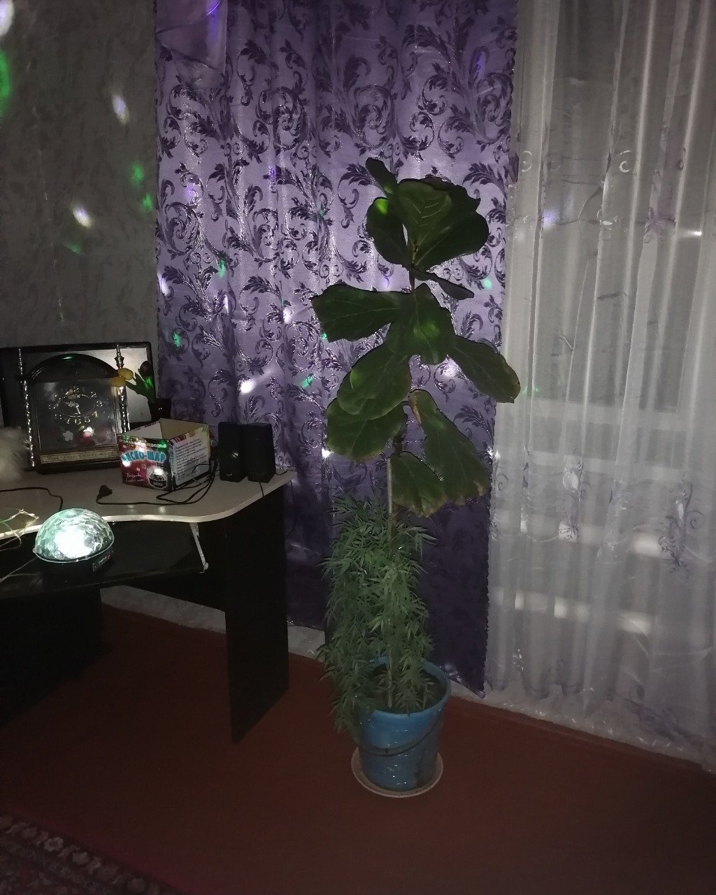 blohinaa2 в LOOKY — Новый год