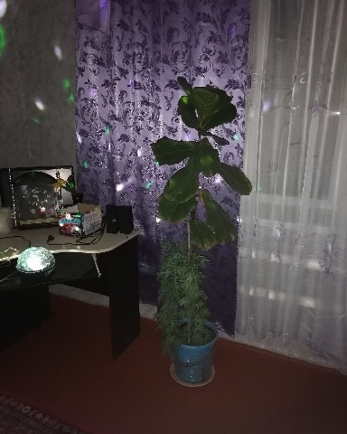 blohinaa2 в LOOKY. . Новый год