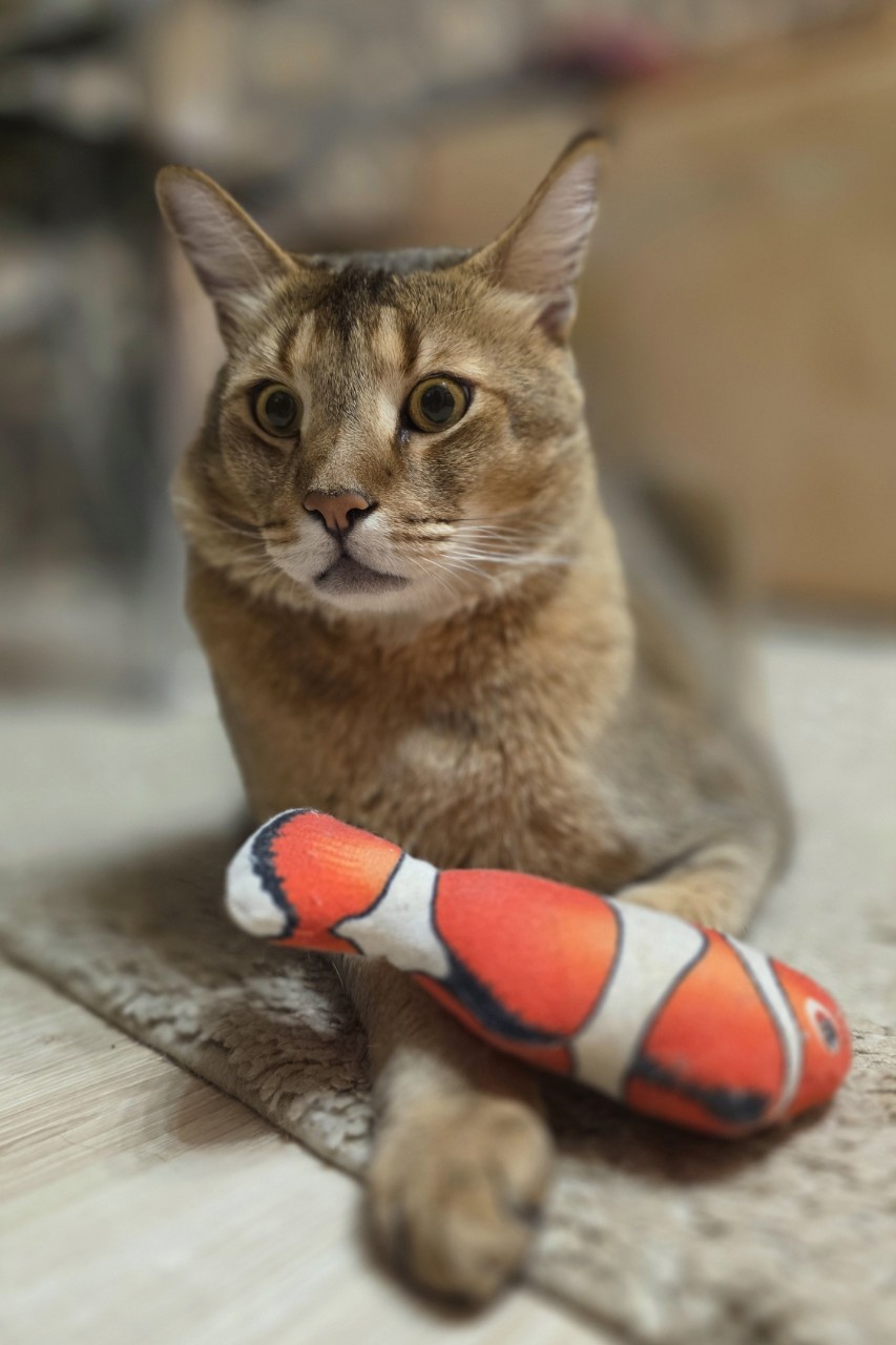 afina_zeus в LOOKY — Совет от Зевса☝️
Чтобы выспаться,  не нервничать, 
 правильн