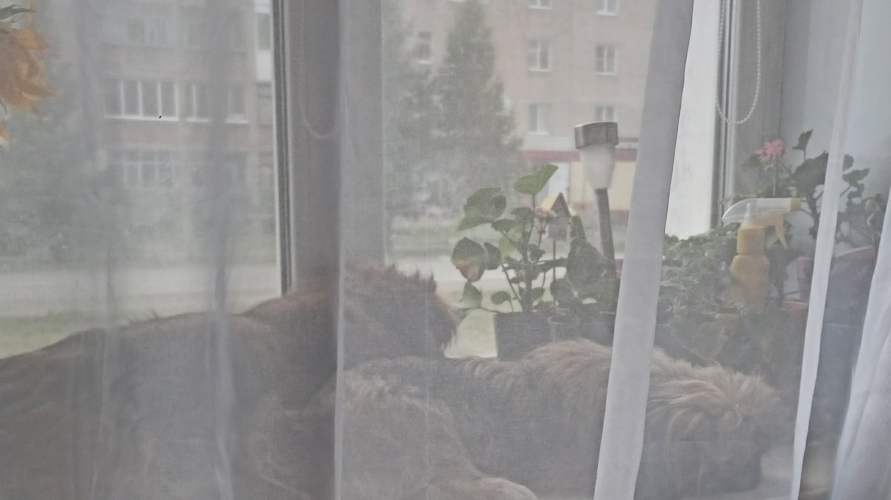 Кто то гуляет с собаками в 7 часов,а мои спят до упора🙈