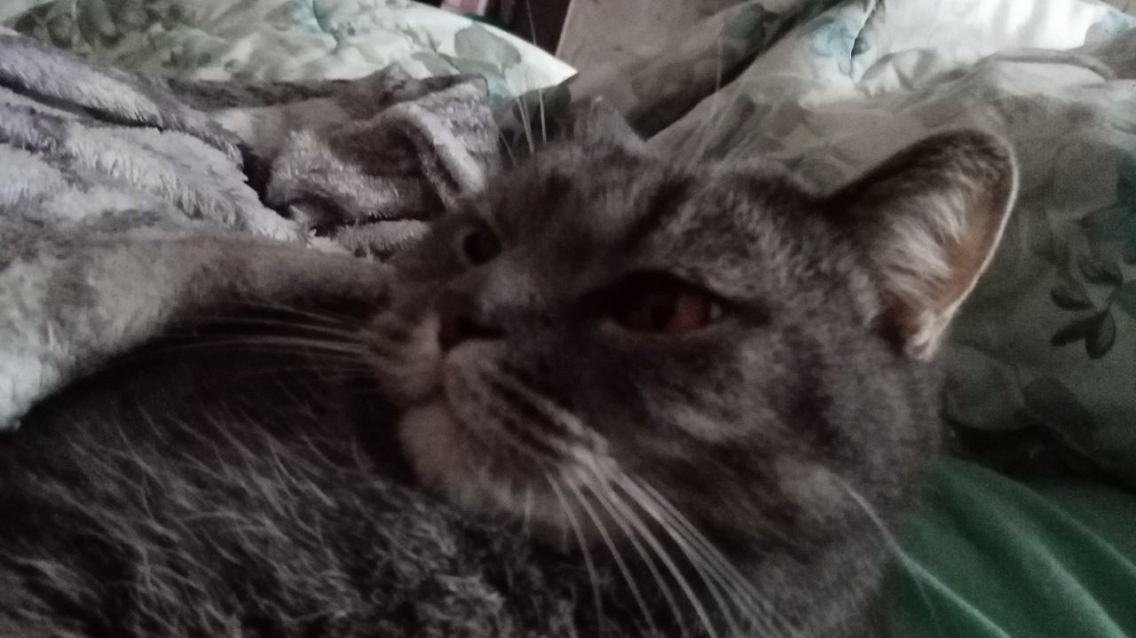 cat in LOOKY. . 