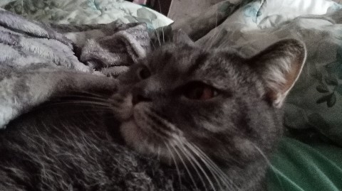cat в LOOKY. . 