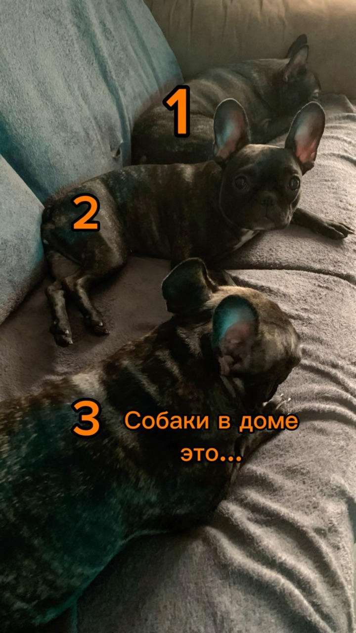 _bulldog__family_ в LOOKY. . Три собаки - это…😜
...