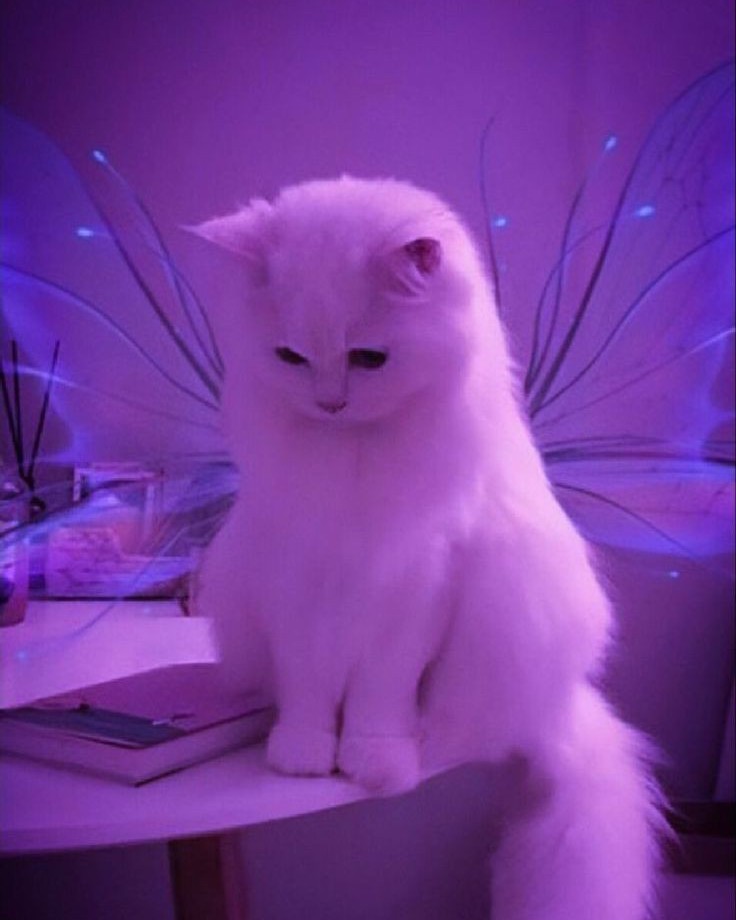 Kim_Li in LOOKY. . Кить ты маму мау?