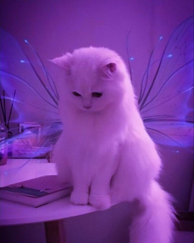 Kim_Li в LOOKY. . Кить ты маму мау?