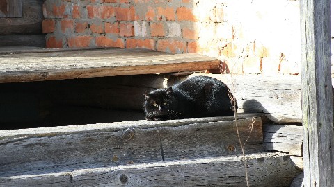 XitrayaBelka в LOOKY. #котики,#котикинашевсе,#пушистик,#эстетикаебеней,#тлен,#заброс,#urban,#abadoned,#природаРоссии,#путешествияпороссии,#отдыхвроссии,#туризм,#naturerussia,#cats. Котик из Зеленьково....
